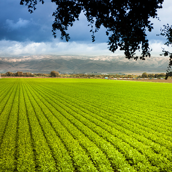 Crops on a farm land